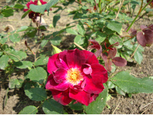 ���������� (3).JPG