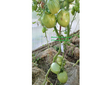 ������� ����