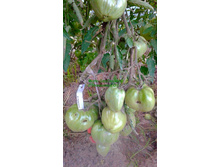 ����������� �������, �����