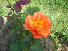 �������� (3).JPG