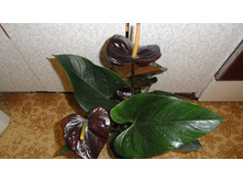 �������� ���� ����� - 850 - 1000 ���.