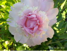 ���� Raspberry Sundae