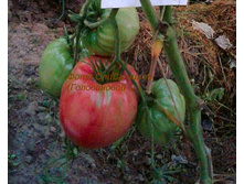 ������, �����