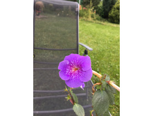 �������� Serge's Joy(���).JPG