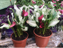 ����� ���� Frozen Queen- 550 - 600 ���.