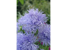 ����� ������� ��� ���