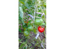 ������� �����, ���