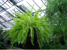 ���������� ���� ����