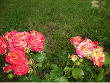 ����� ������.JPG