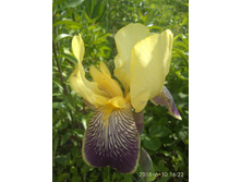 IMG 20180610 162255.jpg