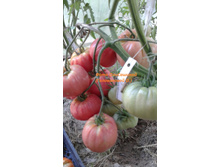 �� ����� �������������, �����