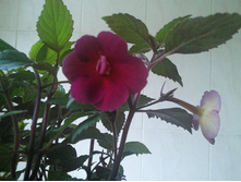 �������� Nocturn.jpg