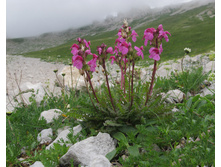 ������ ���������