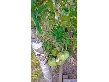 �����, ���