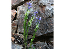 ����� ����������