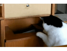 99b30104caf1.gif