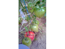 ���� �����, ���