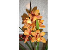 ���������- ������ .. ����� ���� ������ ..)