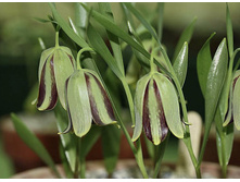 ������ ����������