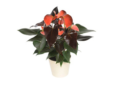 �������� ������� �������