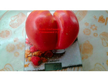 ��������, ���