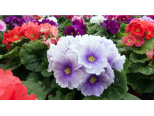 ������� ��������