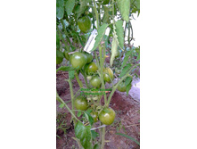 ��������� ������, ���