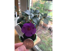 �������� Tetraclaus Newbner.JPG