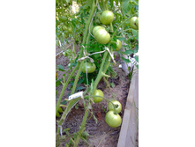 ��� ��������, ���