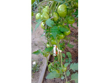 ��� ������� ����, ���