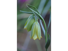 ������ ���������