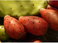 ������ �������