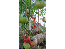 ������� ������, �����, ��������