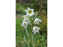 ������ ���������