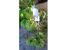 ����������, ���