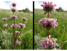 ������ ������������