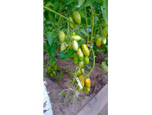 �������, ���