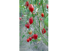 ������� ���������, �����