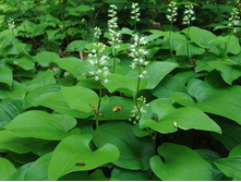 ������ ����������