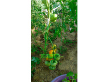 ���� ���, �������, �����