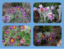 MyCollages (3).jpg