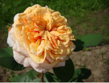 ����� �������� (4).JPG