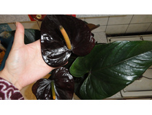 �������� ���� �����