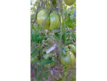 ��������, ���