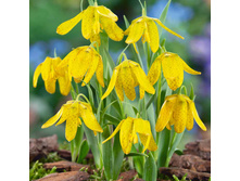 ������ ������ ����