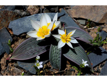 ������� ������