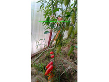 �������������, �����, �����