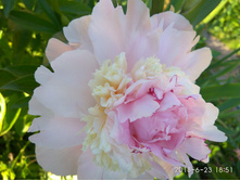 ���� Raspberry Sundae