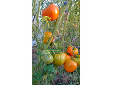 �������� ��������� ��������, �����