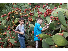 Prickly pear adam reid 14 1800.jpg